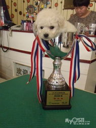 樂狗泰迪 從專業(yè)繁育到精致美容，打造一站式愛犬呵護(hù)體驗(yàn)