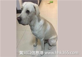 嚴(yán)格執(zhí)行來料檢驗(yàn)標(biāo)準(zhǔn)，保障寵物托運(yùn)服務(wù)質(zhì)量與安全