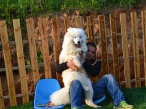 武漢寵物寄養(yǎng)服務(wù)價格及選擇指南